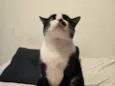 BIGODINHO