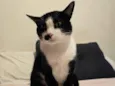 BIGODINHO