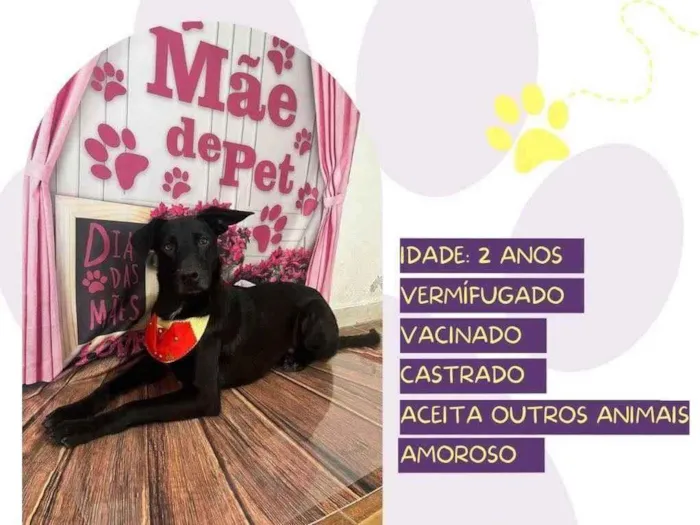 Cachorro ra a SRD-ViraLata idade 2 anos nome Aquiles