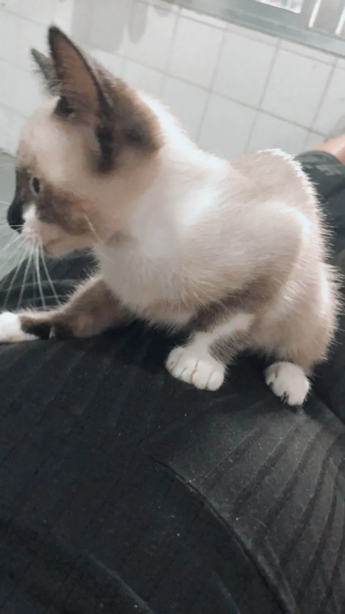 Gato ra a  idade 2 a 6 meses nome Sem nomes ainda 
