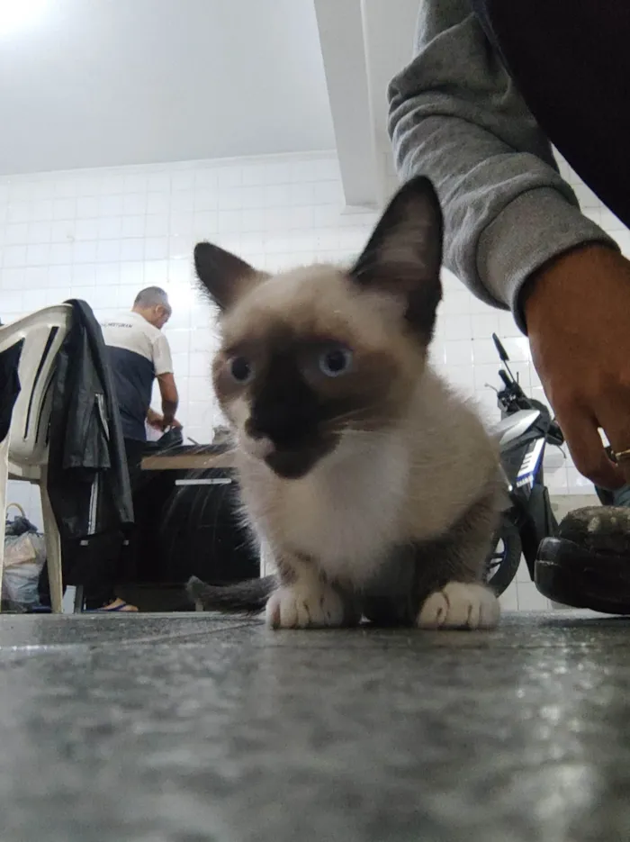 Gato ra a  idade 2 a 6 meses nome Sem nomes ainda 