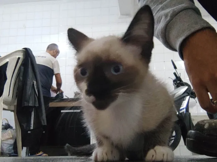 Gato ra a  idade 2 a 6 meses nome Sem nomes ainda 