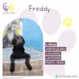 Freddy
