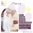 Marine