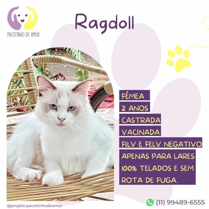 Gato ra a SRD-ViraLata idade 2 anos nome Ragdoll