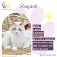 Ragdoll