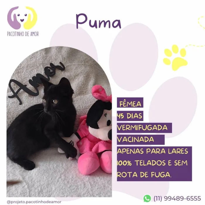 Gato ra a SRD-ViraLata idade 2 a 6 meses nome Puma