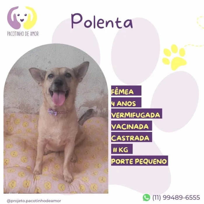 Cachorro ra a SRD-ViraLata idade 4 anos nome Polenta 