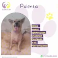 Polenta