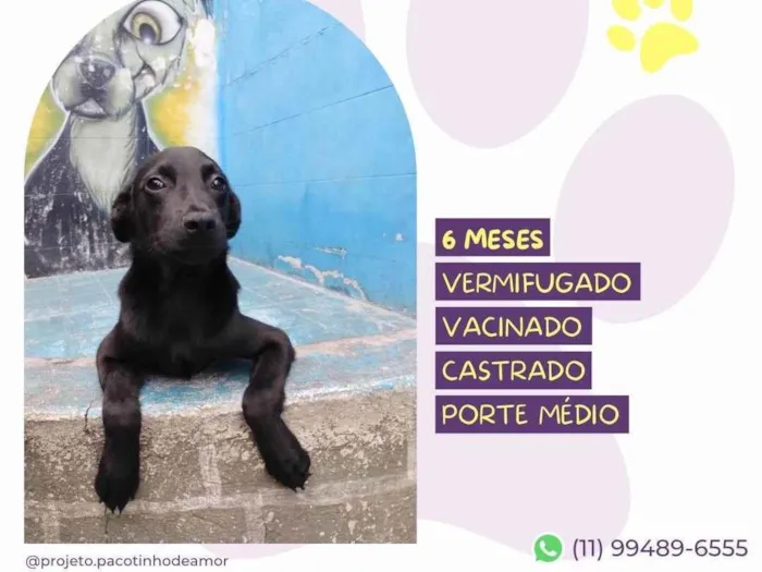 Cachorro ra a SRD-ViraLata idade 2 a 6 meses nome Freddy