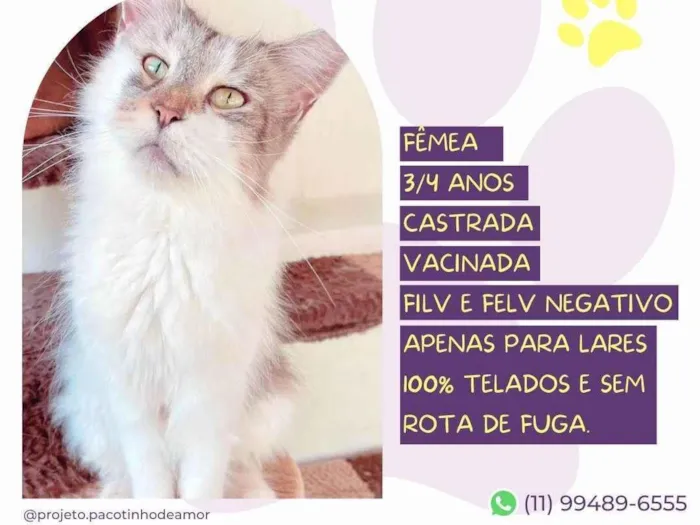 Gato ra a SRD-ViraLata idade 3 anos nome Marine 