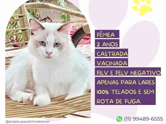 Gato ra a SRD-ViraLata idade 2 anos nome Ragdoll