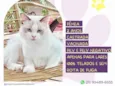 Ragdoll