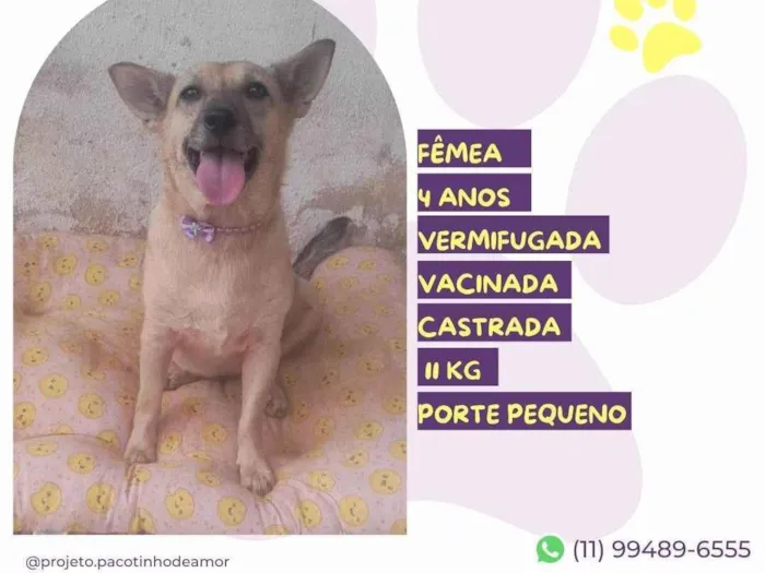 Cachorro ra a SRD-ViraLata idade 4 anos nome Polenta 