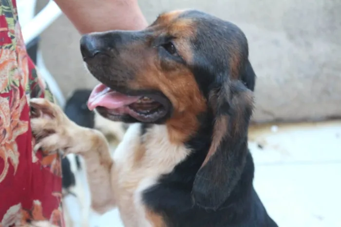 Cachorro ra a Beagle idade 3 anos nome Roaddie