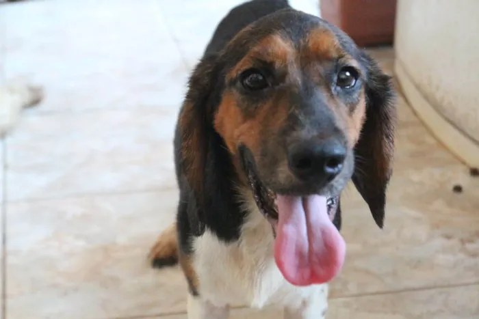 Cachorro ra a Beagle idade 3 anos nome Roaddie