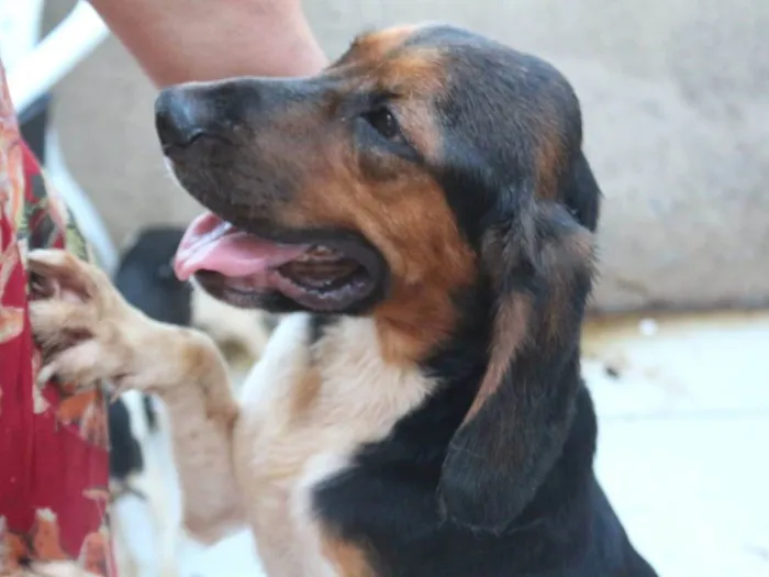 Cachorro ra a Beagle idade 3 anos nome Roaddie