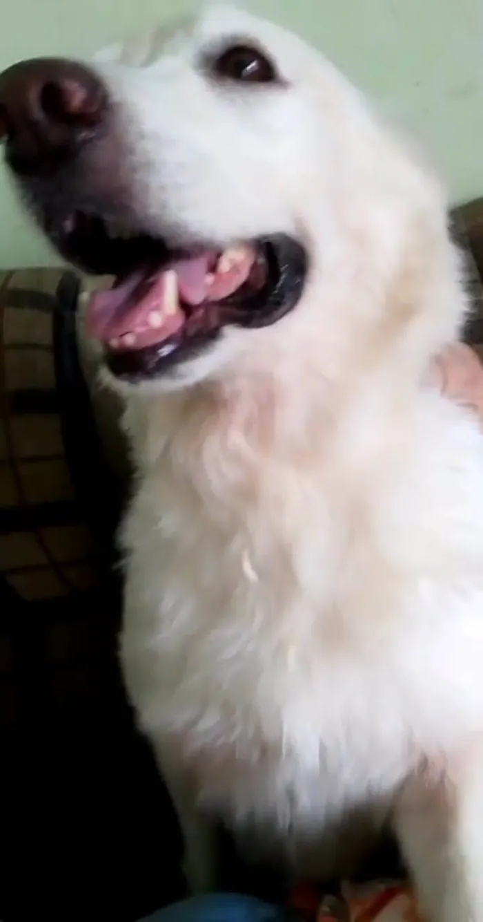 Cachorro ra a Golden  idade 2 anos nome Golden 