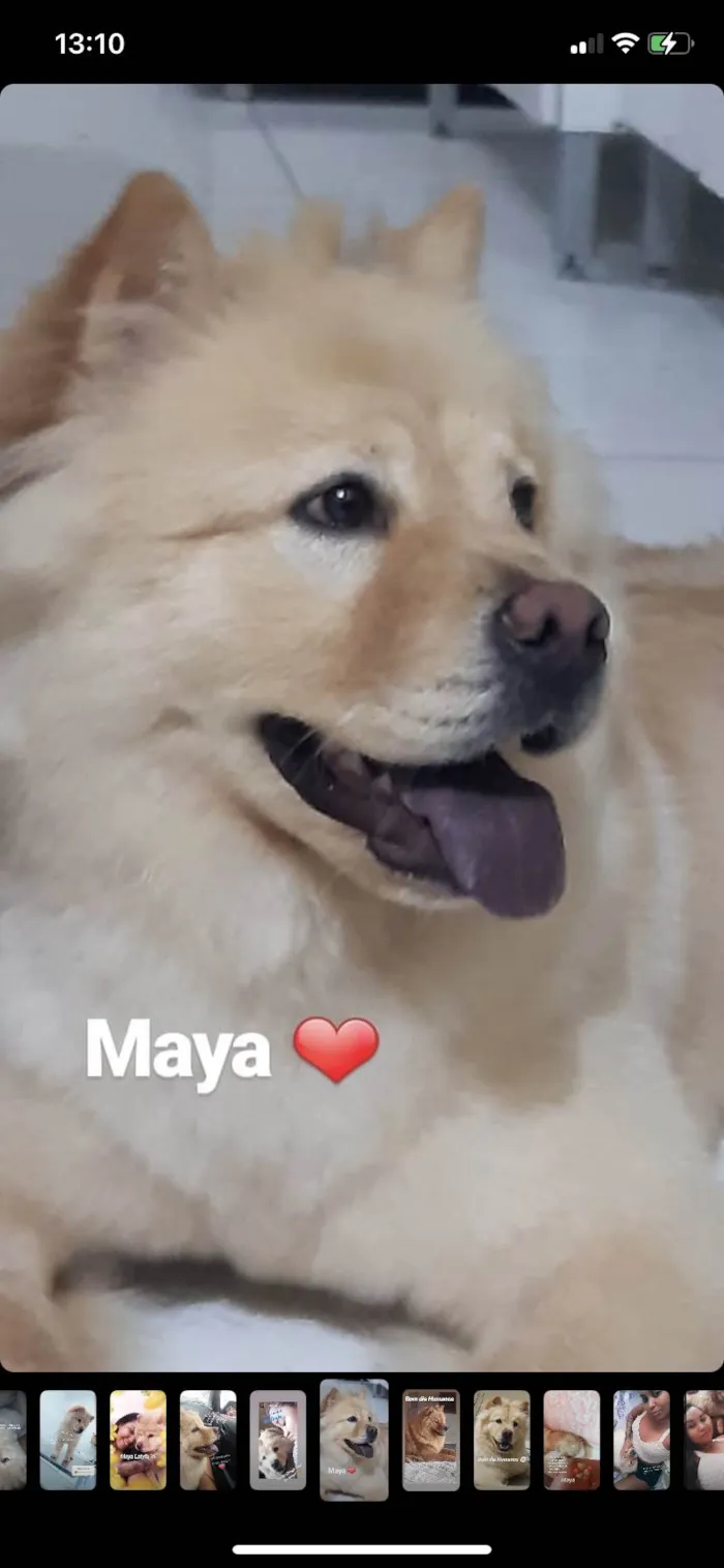 Cachorro ra a Chow Chow idade 2 anos nome Maya 