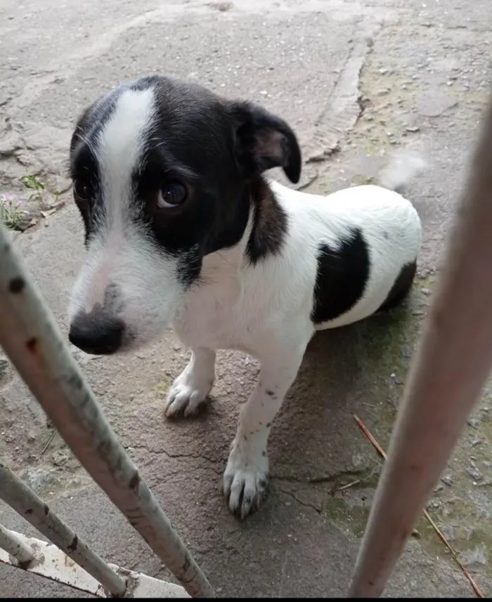 Cachorro ra a Vira-la idade 7 a 11 meses nome Pipoca