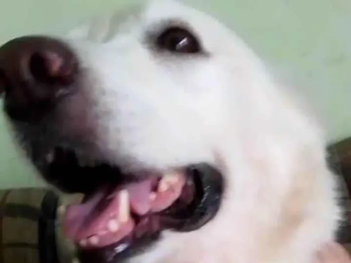 Cachorro ra a Golden  idade 2 anos nome Golden 