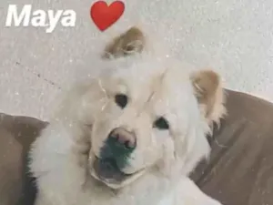 Cachorro raça Chow Chow idade 2 anos nome Maya 