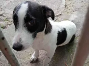 Cachorro raça Vira-la idade 7 a 11 meses nome Pipoca