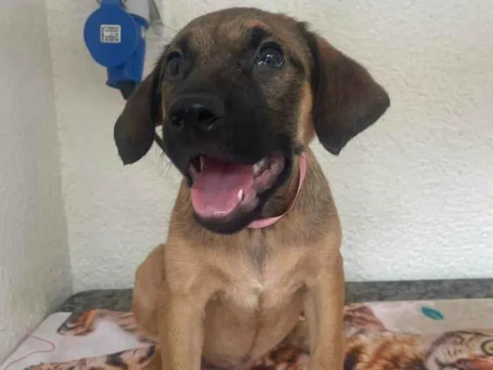 Cachorro ra a SRD-ViraLata idade 2 a 6 meses nome Pedrita