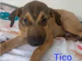 Tico