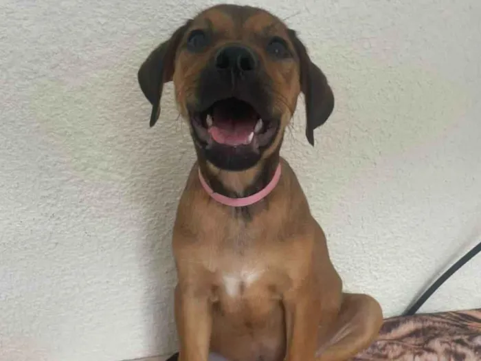 Cachorro ra a SRD-ViraLata idade 2 a 6 meses nome Donna