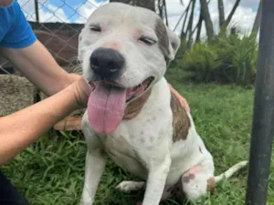 Cachorro raça Pit-Bull idade 2 anos nome Theo 