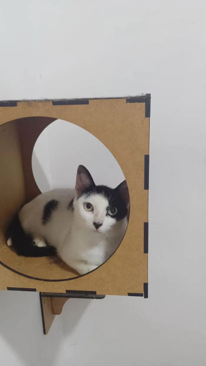 Gato ra a SRD-ViraLata idade 7 a 11 meses nome Penélope 
