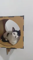 Penélope
