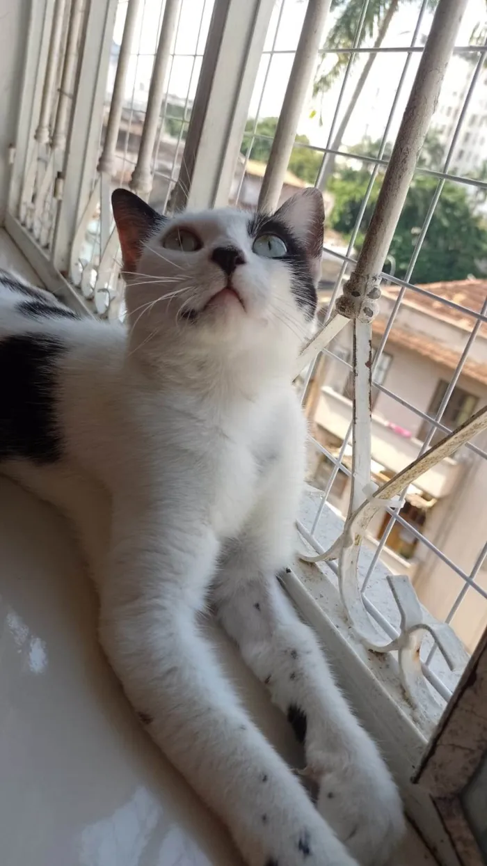 Gato ra a SRD-ViraLata idade 7 a 11 meses nome Penélope 
