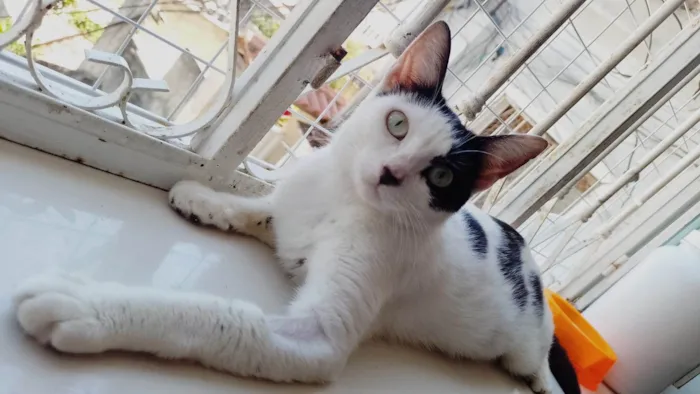 Gato ra a SRD-ViraLata idade 7 a 11 meses nome Penélope 
