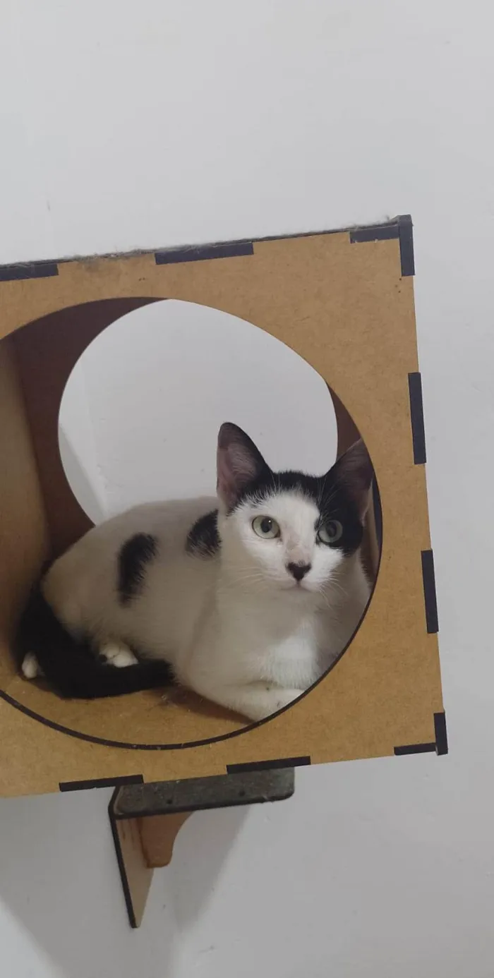 Gato ra a SRD-ViraLata idade 7 a 11 meses nome Penélope 