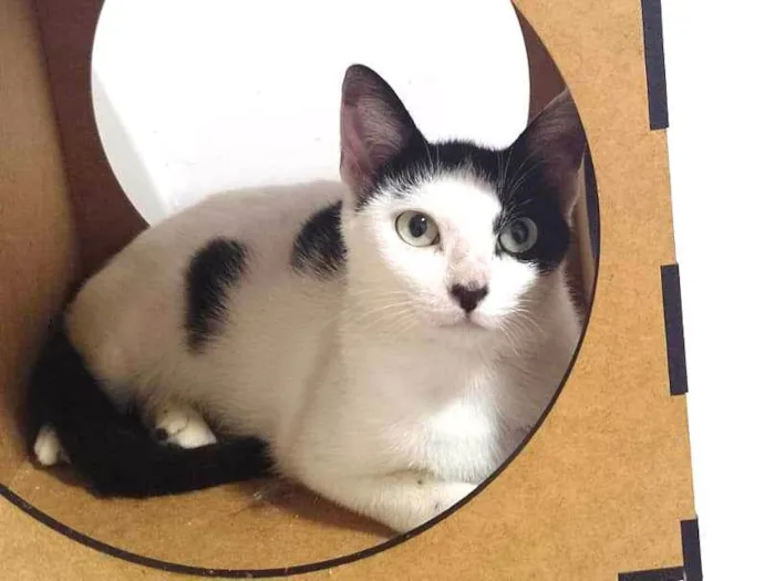 Gato ra a SRD-ViraLata idade 7 a 11 meses nome Penélope 