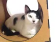 Penélope