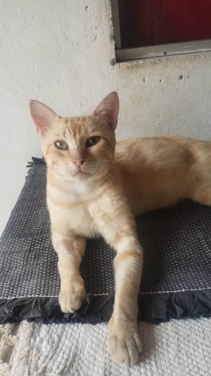 Gato ra a Srd idade 7 a 11 meses nome Guga