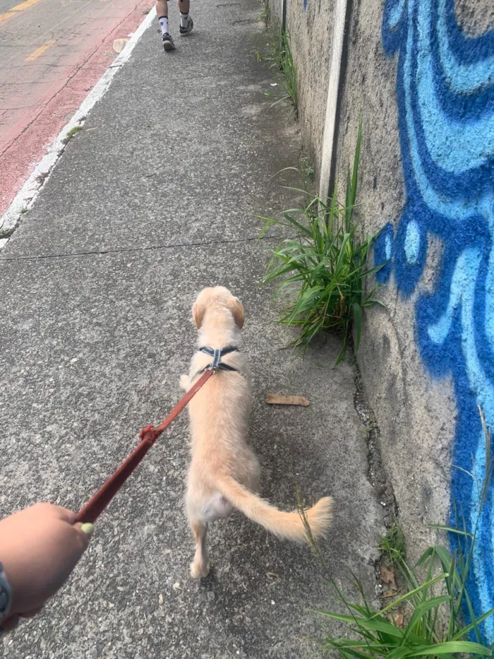 Cachorro ra a SRD idade 2 anos nome Robertinho