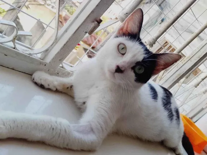 Gato ra a SRD-ViraLata idade 7 a 11 meses nome Penélope 