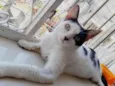 Penélope