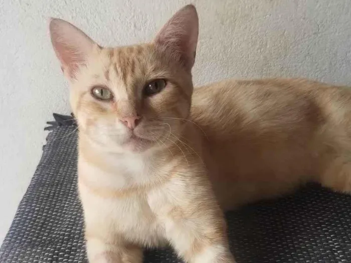Gato ra a Srd idade 7 a 11 meses nome Guga