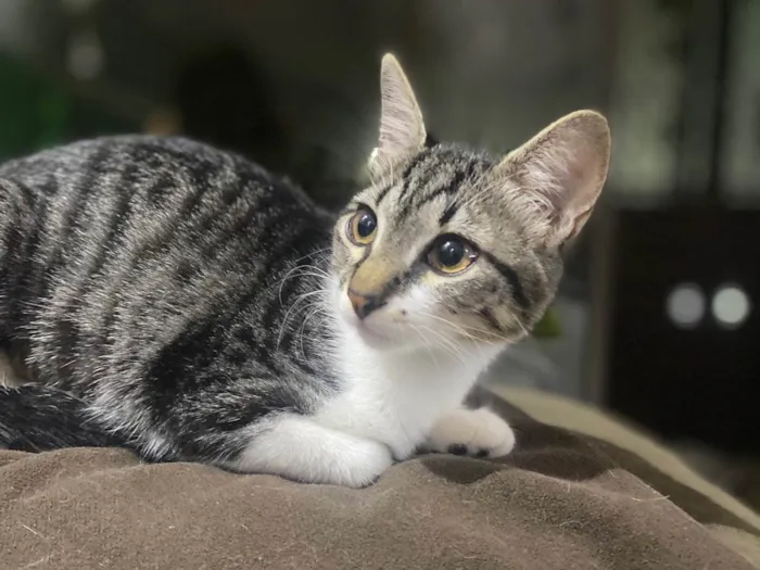 Gato ra a Srd idade 2 a 6 meses nome Maitê 