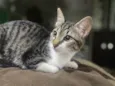 Maitê