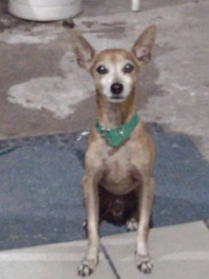 Cachorro ra a Pinscher idade 6 ou mais anos nome Kiko