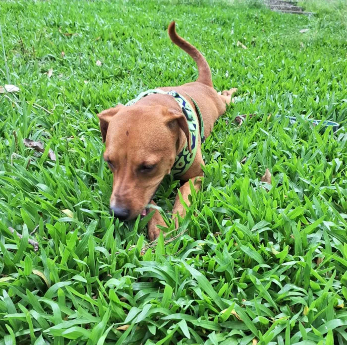 Cachorro ra a SRD-ViraLata idade 1 ano nome ELIS