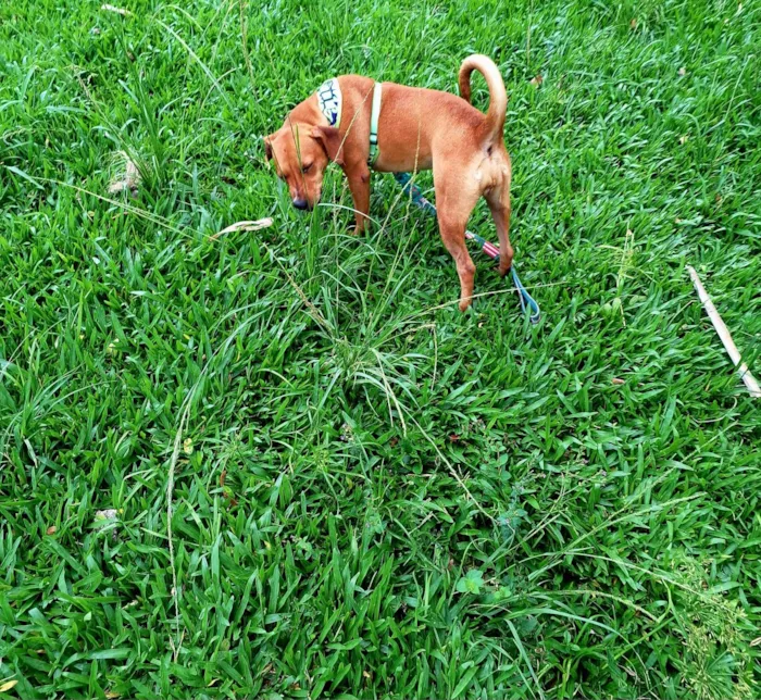 Cachorro ra a SRD-ViraLata idade 1 ano nome ELIS