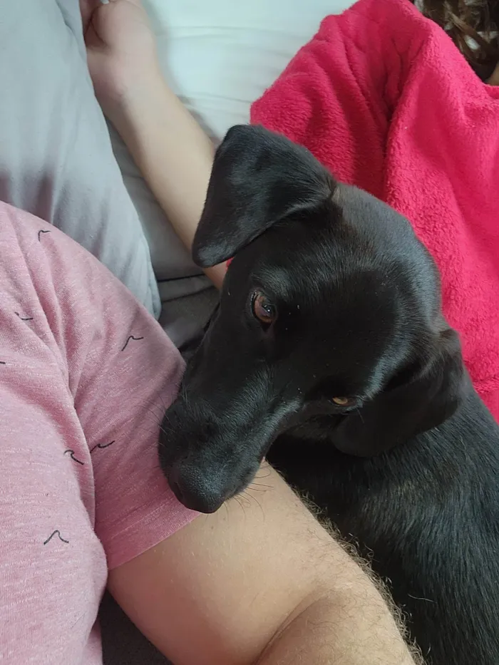 Cachorro ra a SRD-ViraLata idade 1 ano nome Duke