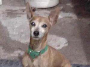 Cachorro raça Pinscher idade 6 ou mais anos nome Kiko